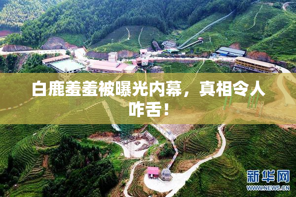 白鹿羞羞被曝光内幕，真相令人咋舌！