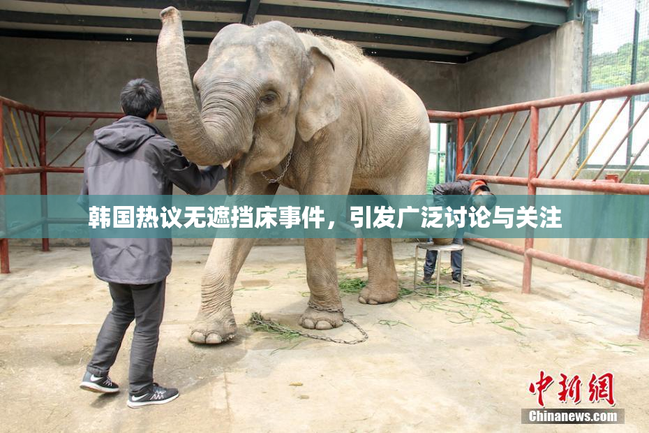 韩国热议无遮挡床事件，引发广泛讨论与关注