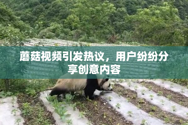 蘑菇视频引发热议，用户纷纷分享创意内容