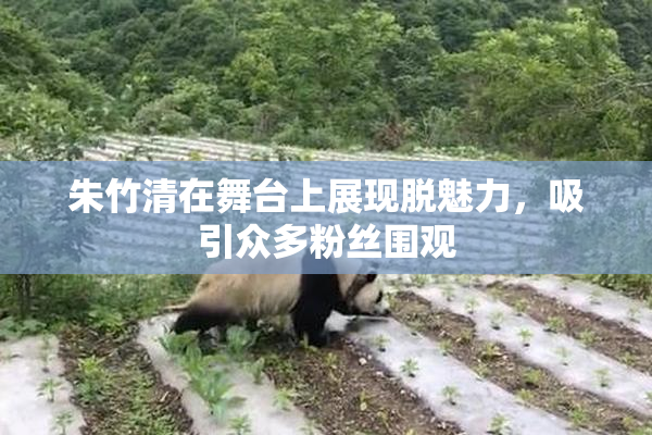 朱竹清在舞台上展现脱魅力，吸引众多粉丝围观