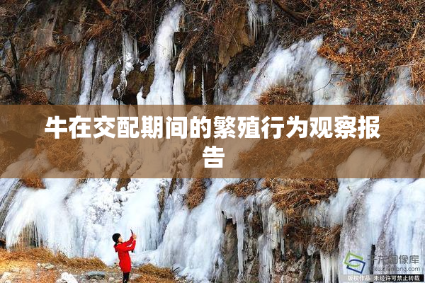 牛在交配期间的繁殖行为观察报告