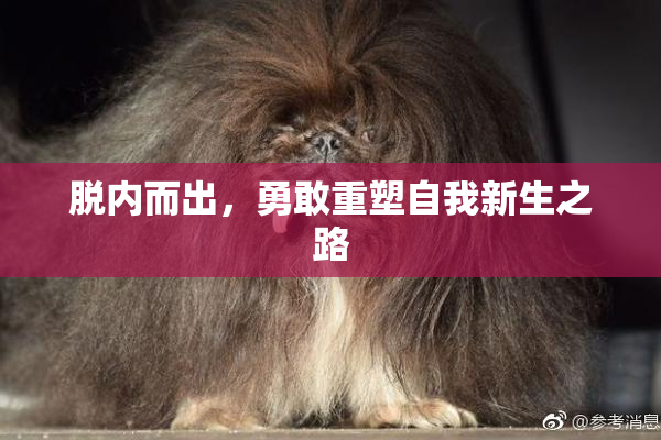 脱内而出，勇敢重塑自我新生之路