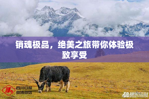 销魂极品，绝美之旅带你体验极致享受