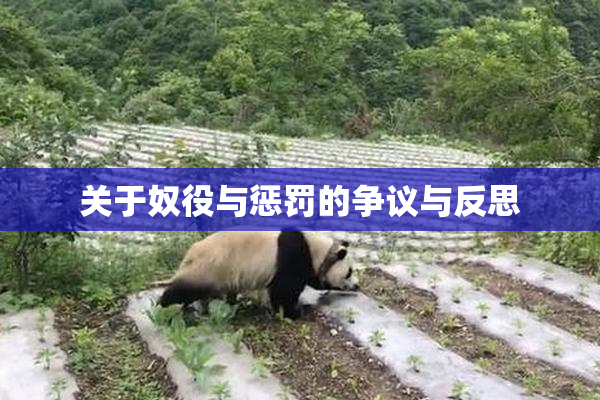 关于奴役与惩罚的争议与反思