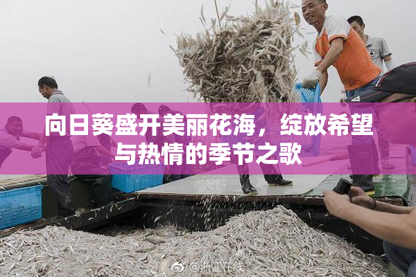 向日葵盛开美丽花海，绽放希望与热情的季节之歌