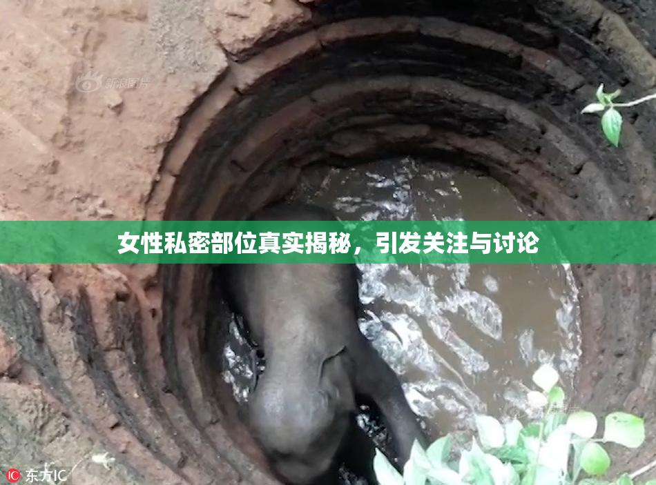 女性私密部位真实揭秘，引发关注与讨论