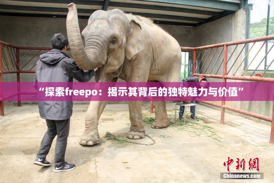 “探索freepo：揭示其背后的独特魅力与价值”
