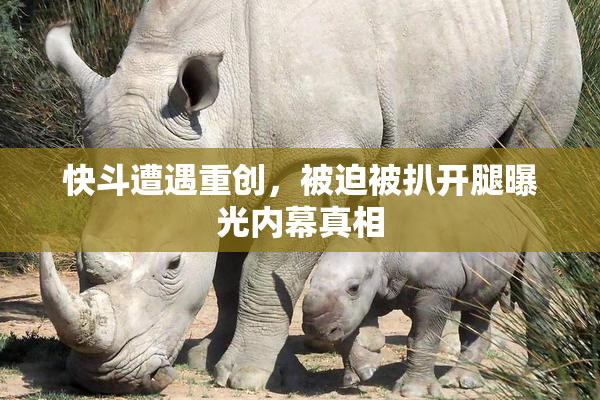 快斗遭遇重创，被迫被扒开腿曝光内幕真相
