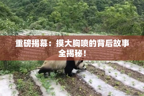 重磅揭幕：摸大胸喷的背后故事全揭秘！