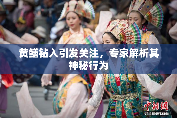 黄鳝钻入引发关注，专家解析其神秘行为
