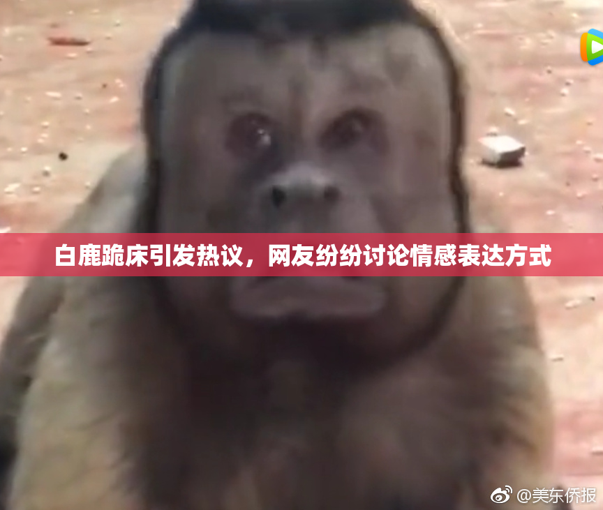 白鹿跪床引发热议，网友纷纷讨论情感表达方式