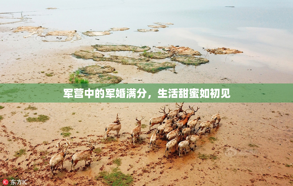 军营中的军婚满分，生活甜蜜如初见