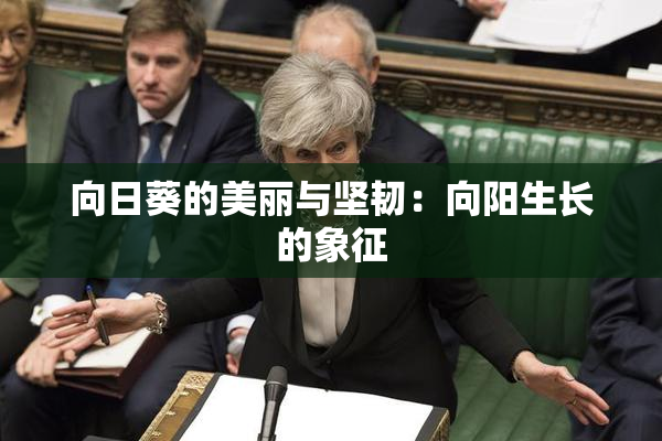 向日葵的美丽与坚韧：向阳生长的象征