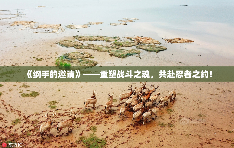 《纲手的邀请》——重塑战斗之魂，共赴忍者之约！