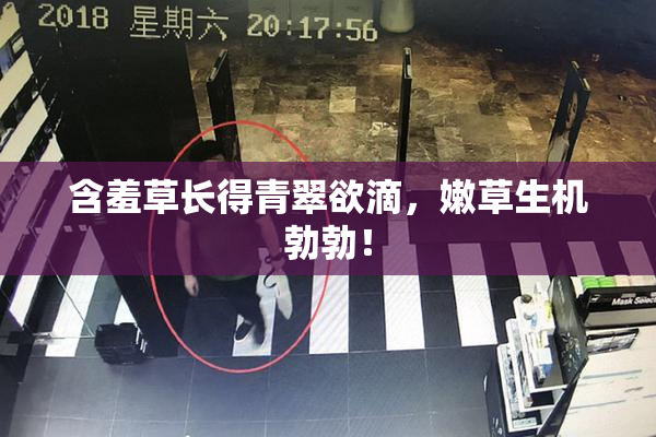 含羞草长得青翠欲滴，嫩草生机勃勃！