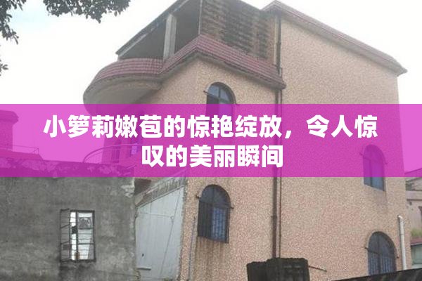 小箩莉嫩苞的惊艳绽放，令人惊叹的美丽瞬间