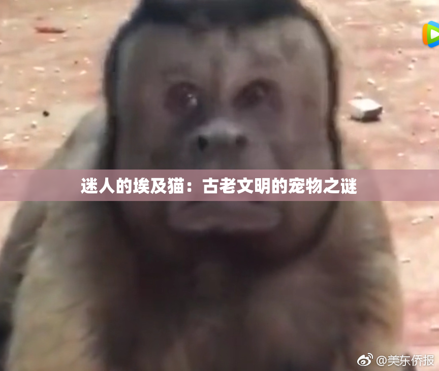 迷人的埃及猫：古老文明的宠物之谜