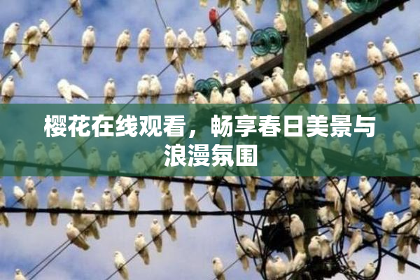 樱花在线观看，畅享春日美景与浪漫氛围