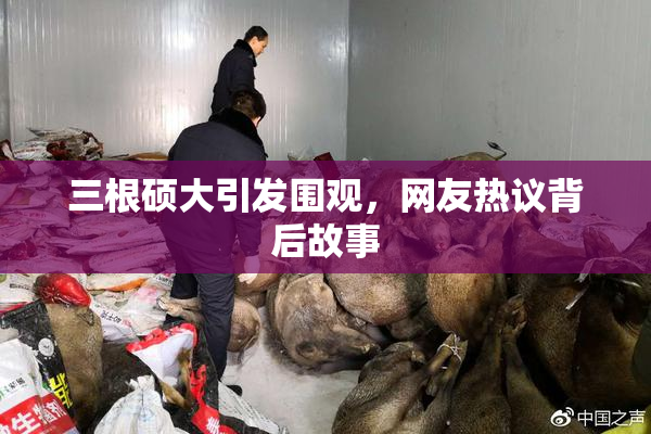 三根硕大引发围观，网友热议背后故事