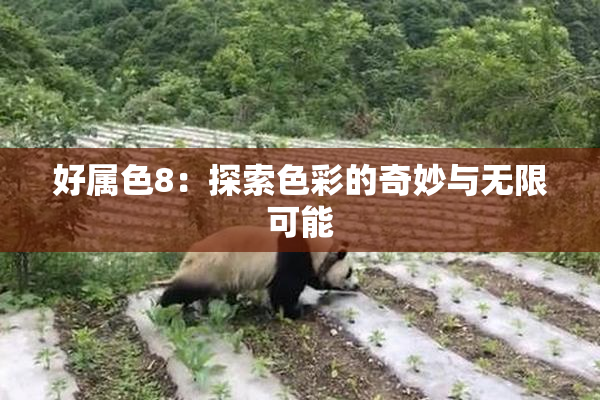 好属色8：探索色彩的奇妙与无限可能