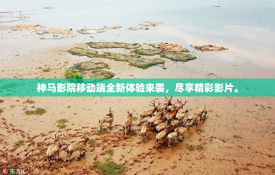 神马影院移动端全新体验来袭，尽享精彩影片。