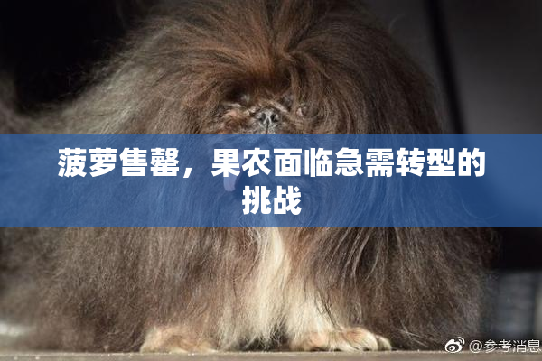 菠萝售罄，果农面临急需转型的挑战