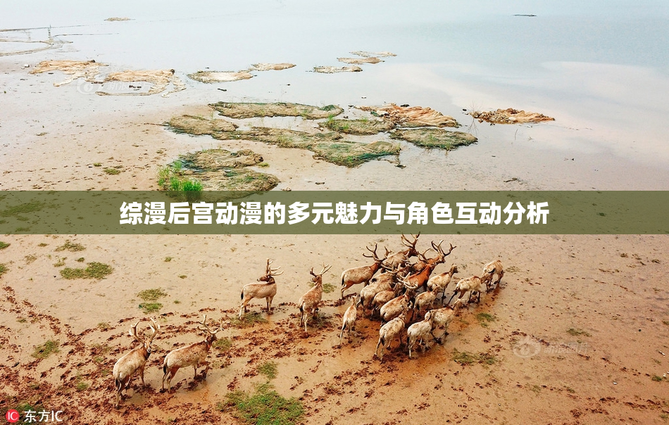 综漫后宫动漫的多元魅力与角色互动分析