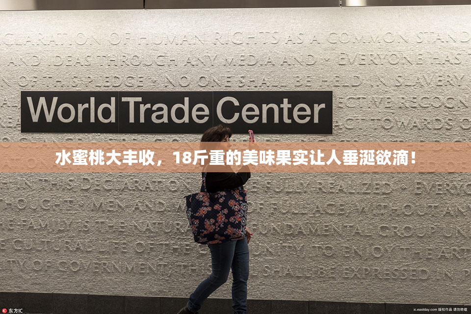 水蜜桃大丰收，18斤重的美味果实让人垂涎欲滴！