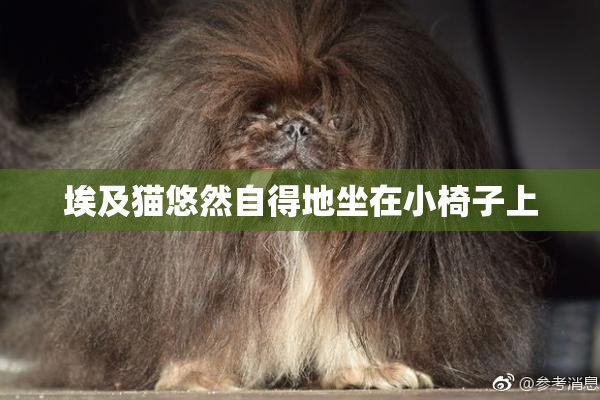 埃及猫悠然自得地坐在小椅子上