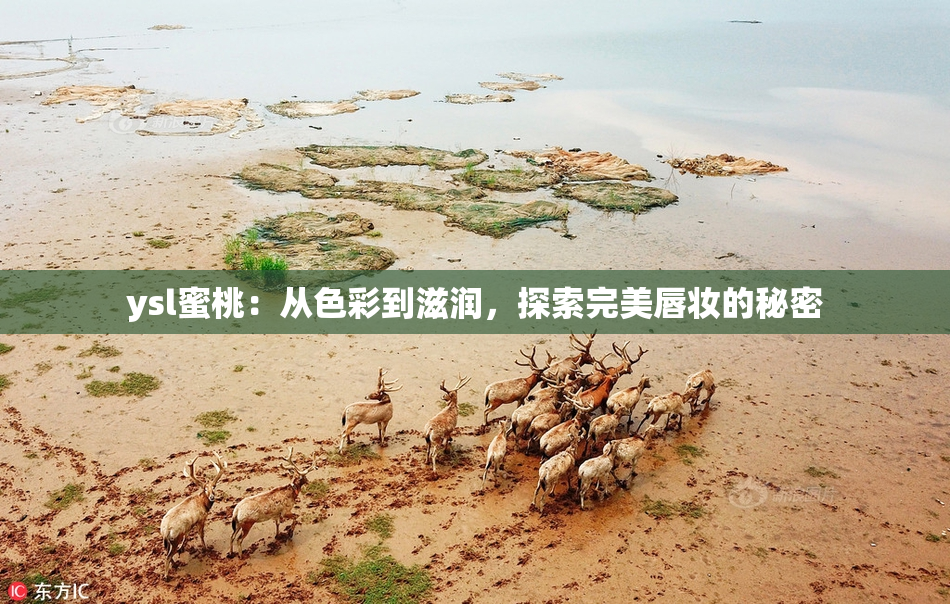 ysl蜜桃：从色彩到滋润，探索完美唇妆的秘密