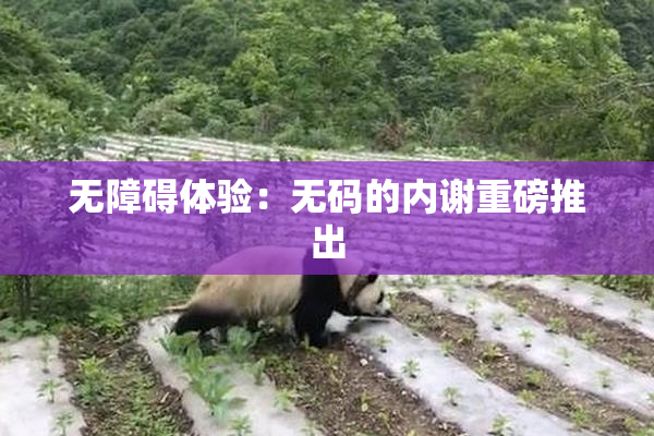 无障碍体验：无码的内谢重磅推出