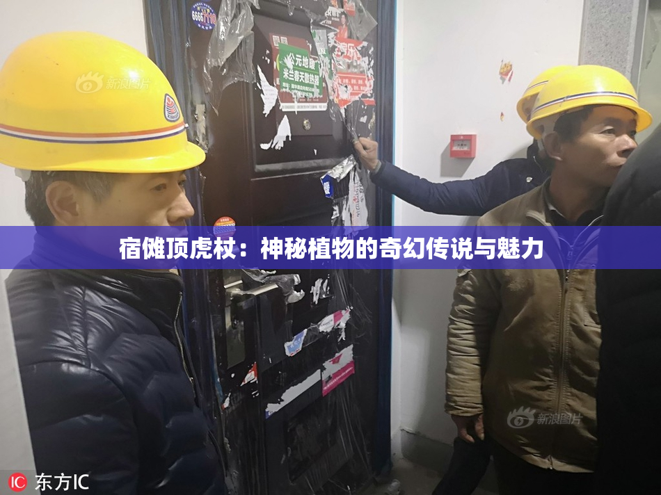 宿傩顶虎杖：神秘植物的奇幻传说与魅力