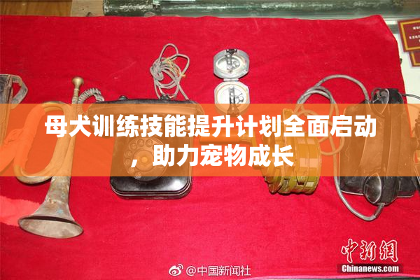 母犬训练技能提升计划全面启动，助力宠物成长