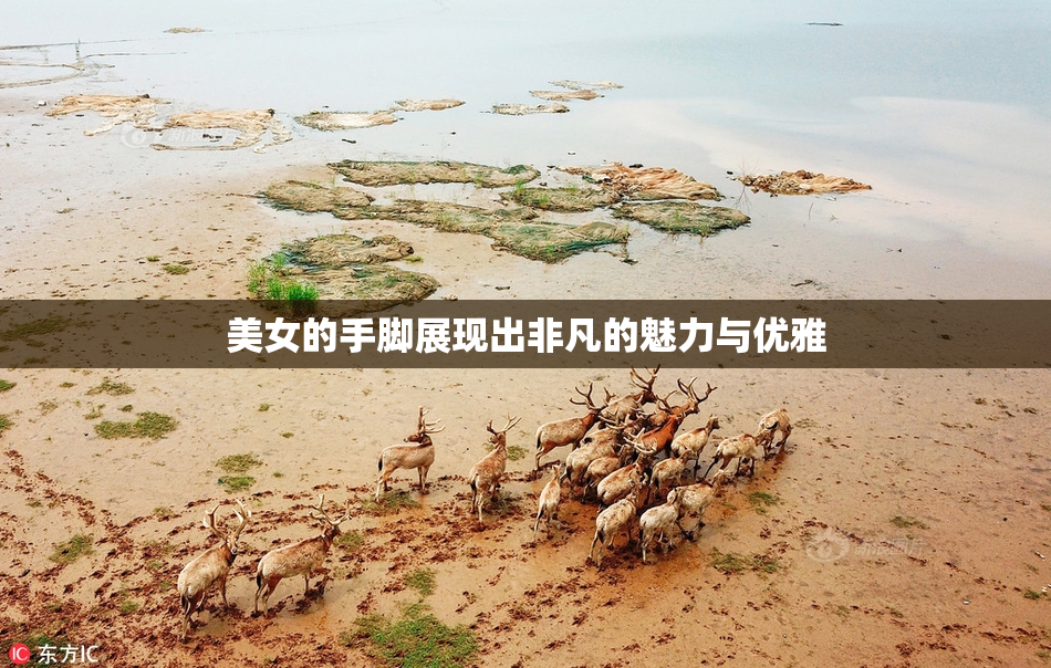 美女的手脚展现出非凡的魅力与优雅