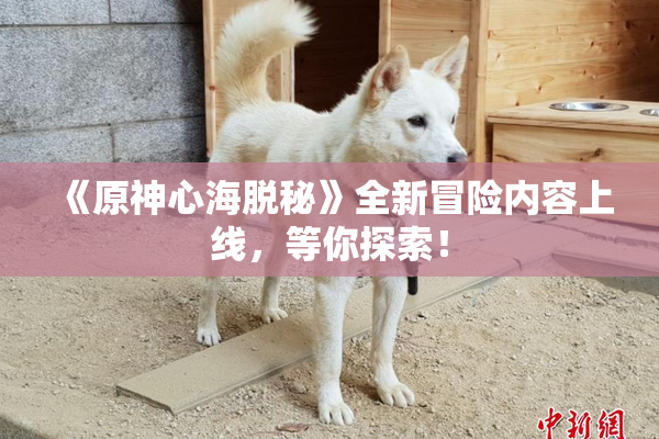 《原神心海脱秘》全新冒险内容上线，等你探索！