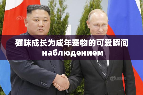 猫咪成长为成年宠物的可爱瞬间 наблюдением