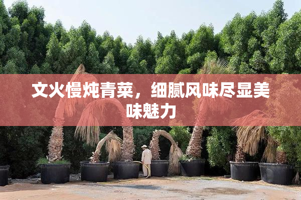 文火慢炖青菜，细腻风味尽显美味魅力