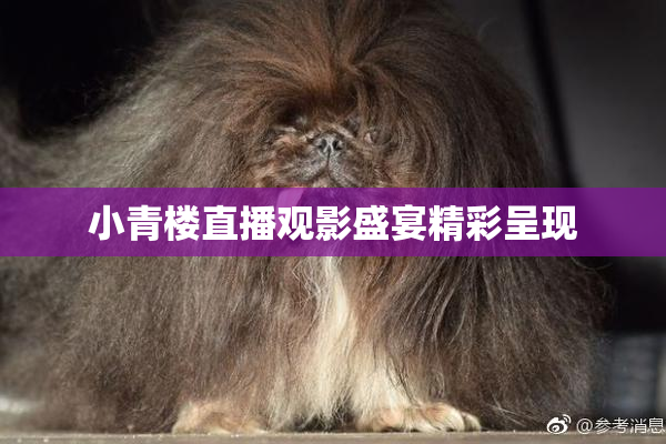 小青楼直播观影盛宴精彩呈现