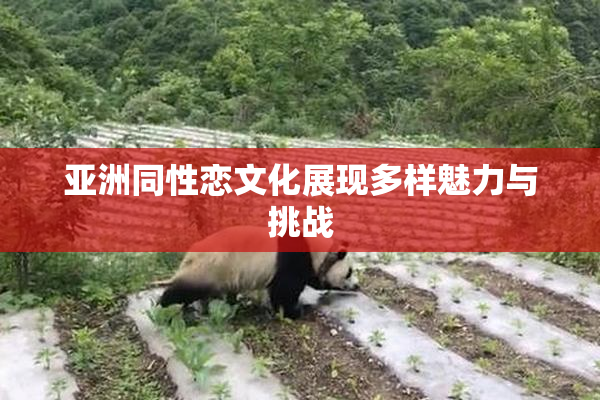 亚洲同性恋文化展现多样魅力与挑战