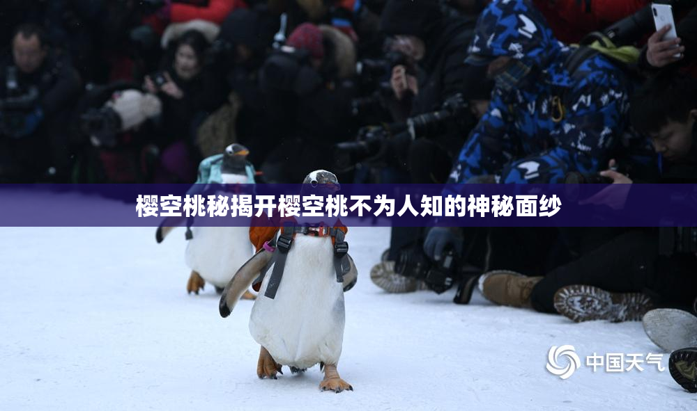 樱空桃秘揭开樱空桃不为人知的神秘面纱