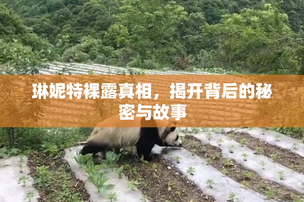 琳妮特裸露真相，揭开背后的秘密与故事