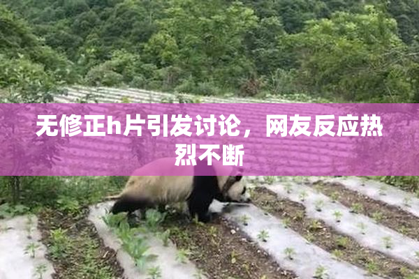 无修正h片引发讨论，网友反应热烈不断