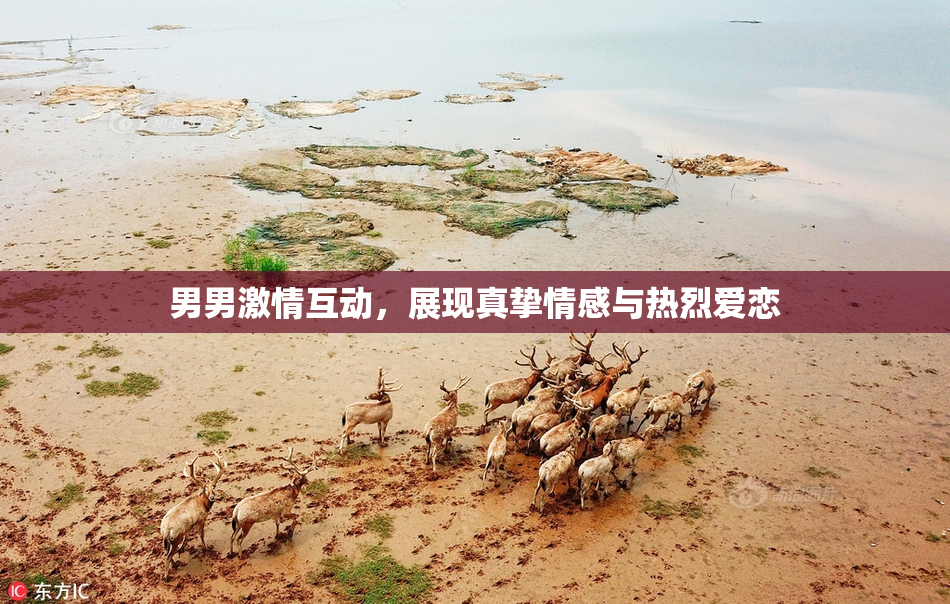 男男激情互动，展现真挚情感与热烈爱恋
