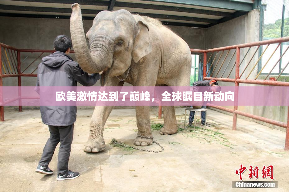 欧美激情达到了巅峰，全球瞩目新动向