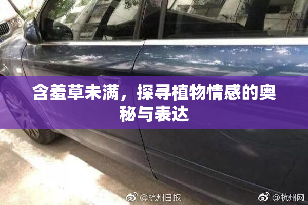 含羞草未满，探寻植物情感的奥秘与表达