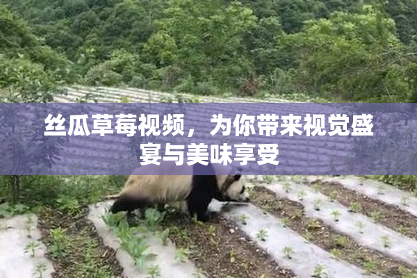 丝瓜草莓视频，为你带来视觉盛宴与美味享受