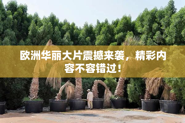 欧洲华丽大片震撼来袭，精彩内容不容错过！