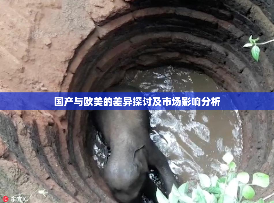 国产与欧美的差异探讨及市场影响分析