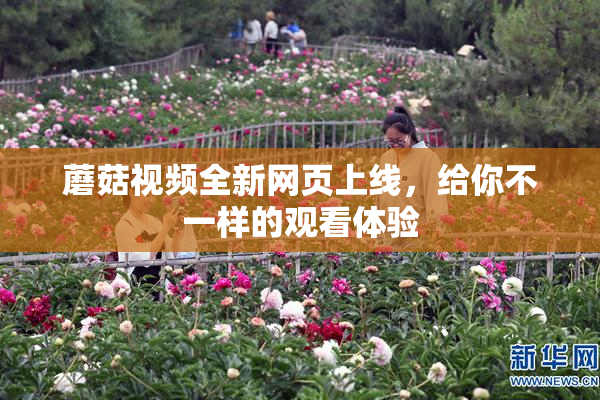蘑菇视频全新网页上线，给你不一样的观看体验
