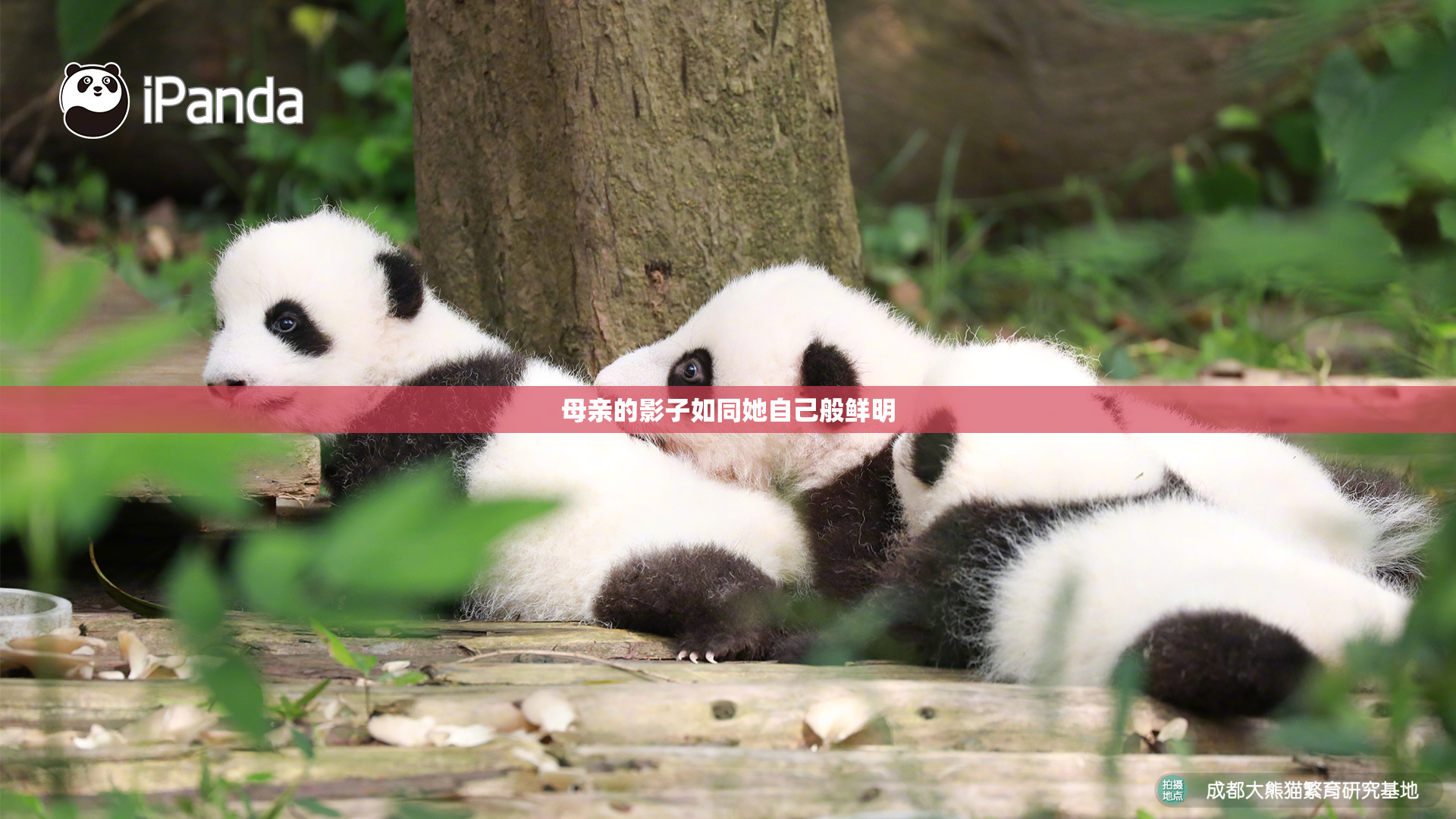 母亲的影子如同她自己般鲜明